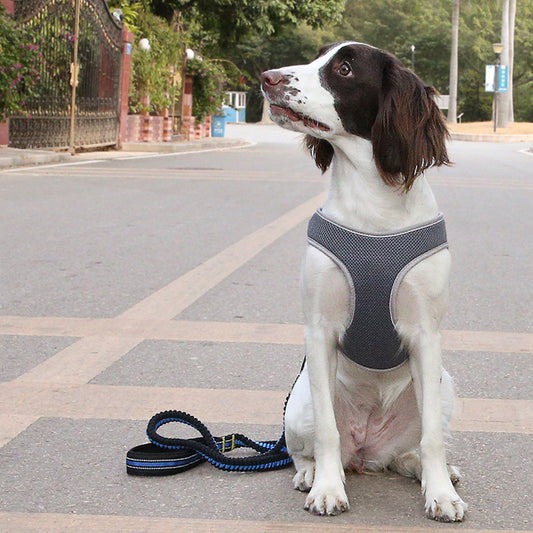 No Choke Dog Harness